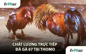 Chất Lương Trực Tiếp Đá Gà 67 Tại Thomo
