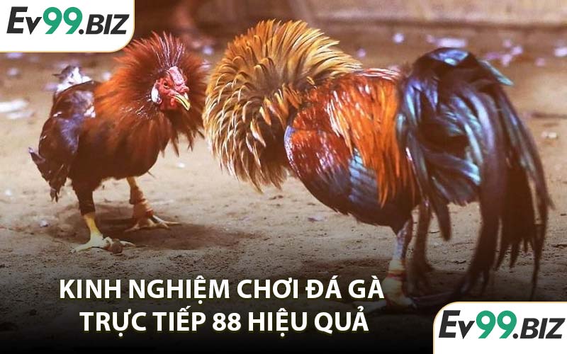 Kinh nghiệm chơi đá gà trực tiếp 88 hiệu quả