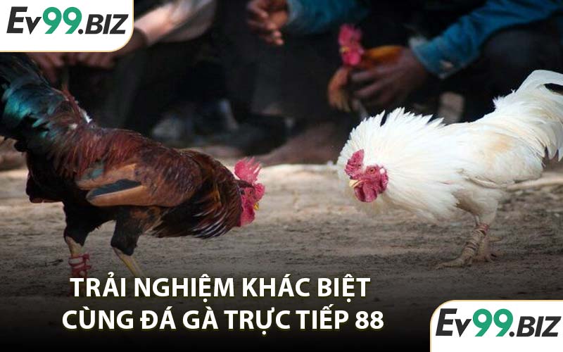 Trải nghiệm khác biệt cùng đá gà trực tiếp 88