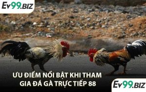 Ưu điểm nổi bật khi tham gia đá gà trực tiếp 88