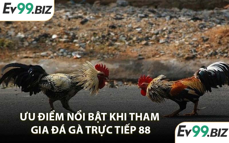 Ưu điểm nổi bật khi tham gia đá gà trực tiếp 88