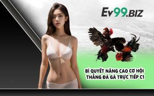 Bí quyết nâng cao cơ hội thắng đá gà trực tiếp C1