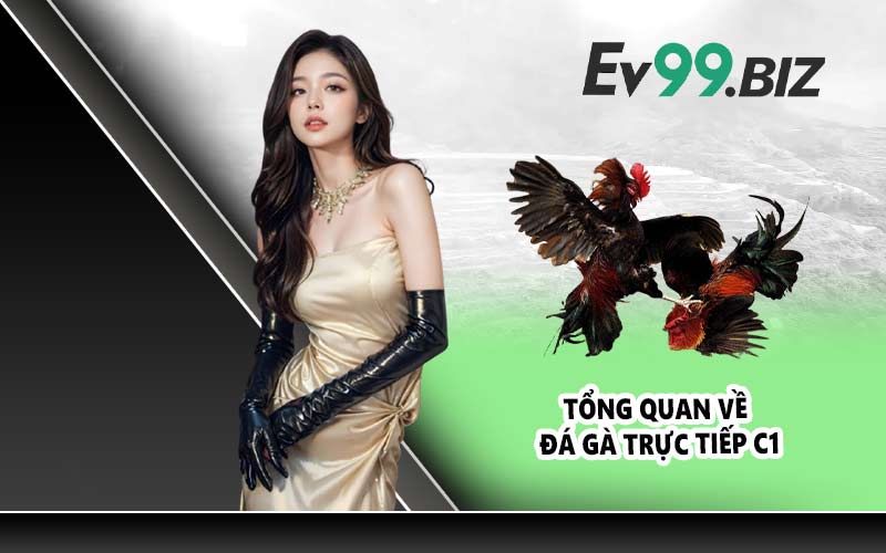 Tổng quan về đá gà trực tiếp C1